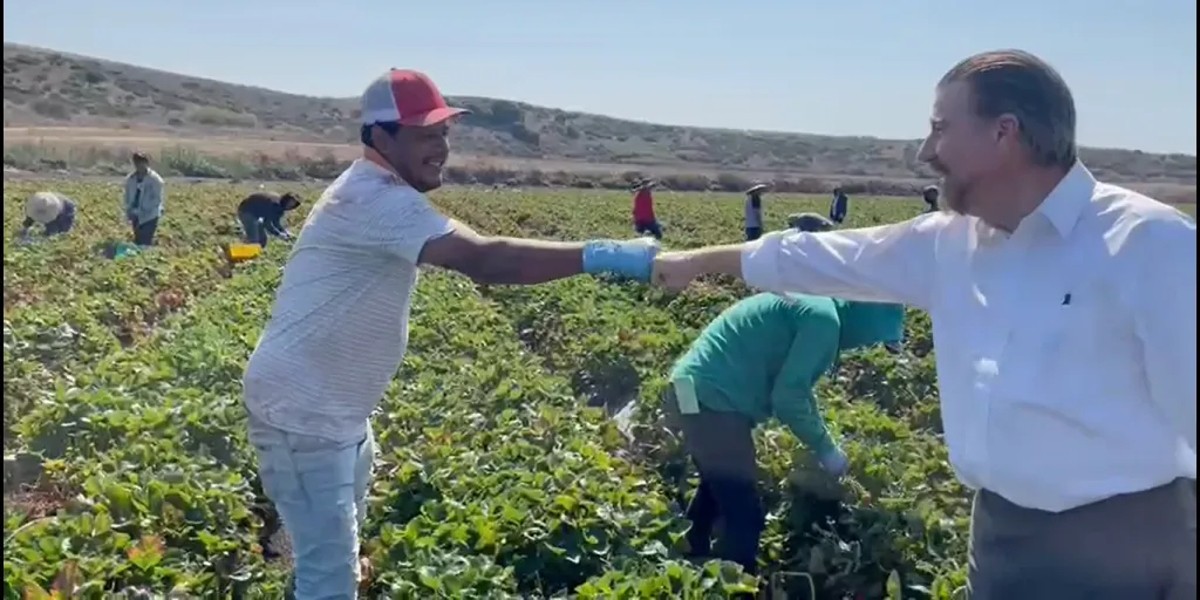 Visita secretario del Migrante cultivos de fresas en California