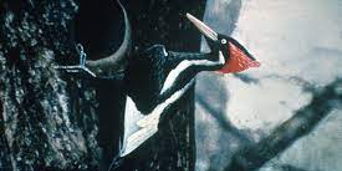 Declaran extintas a 23 especies en los Estados Unidos