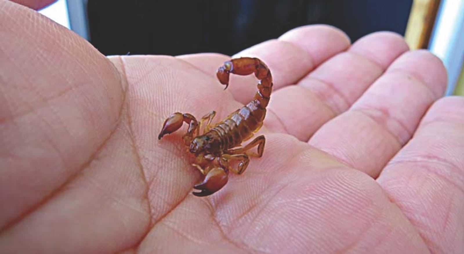 ¿Te picó?, córrele sí hay suero antialacránico