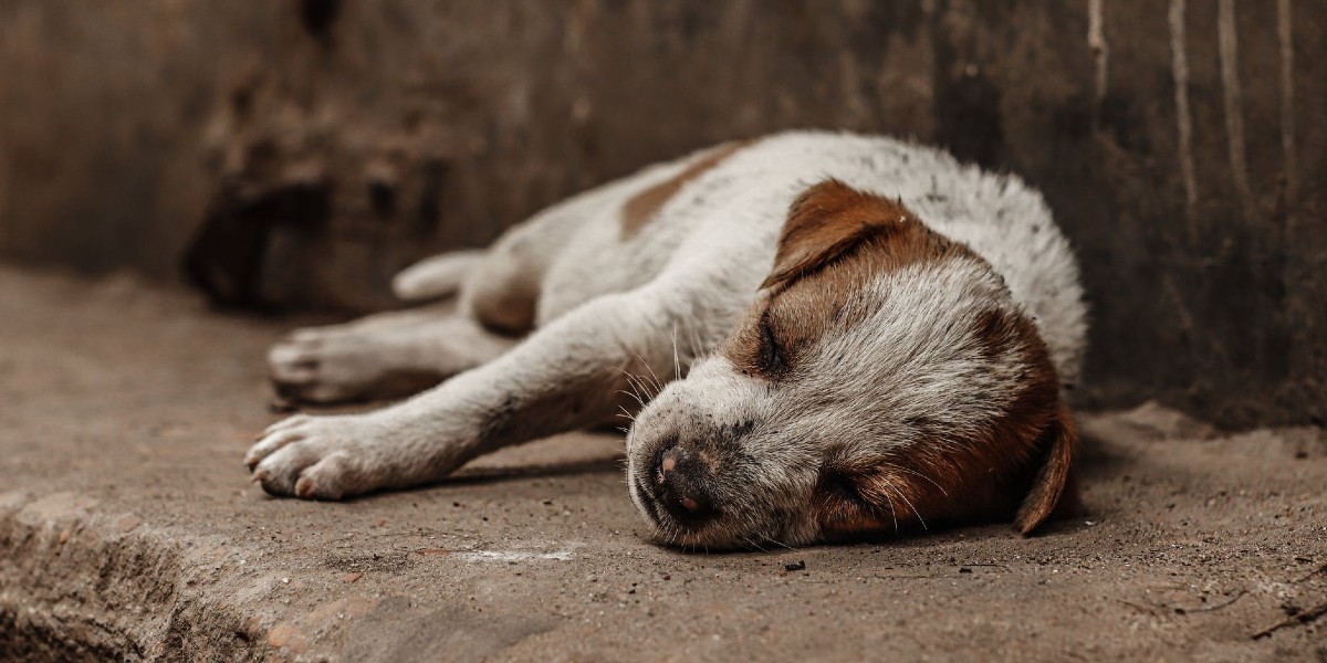 Morena promueve Ley de Bienestar Animal en el Senado
