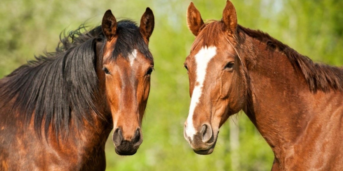 ¿Suero equino hiperinmune para tratar COVID-19?