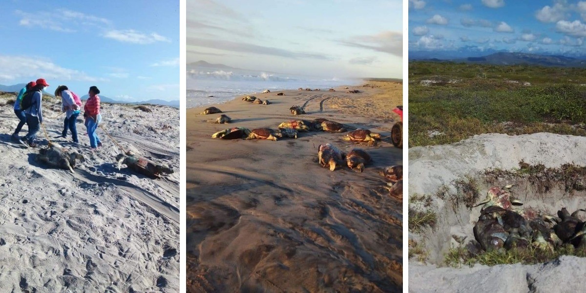Hallan muertas 300 tortugas golfinas en Oaxaca