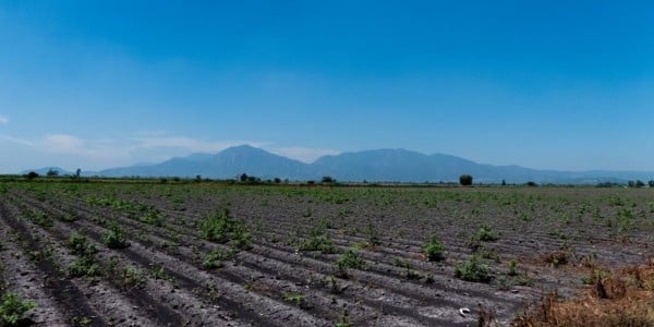 Alertan por venta de plaguicidas ‘piratas’ en el estado