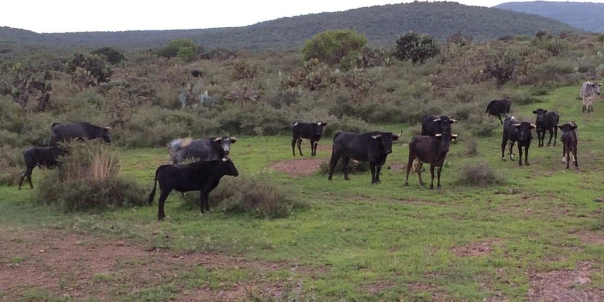 Prohibición de la fiesta brava acabará con criaderos de toros de lidia: ganadero