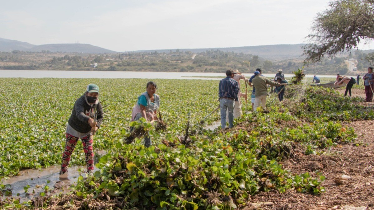 Limpian presa Allende