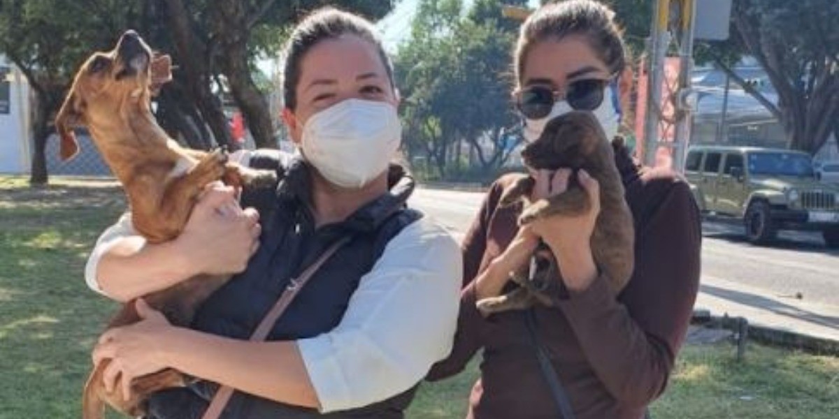 ¡Llega la Navidad para 24 hermosos peludos¡