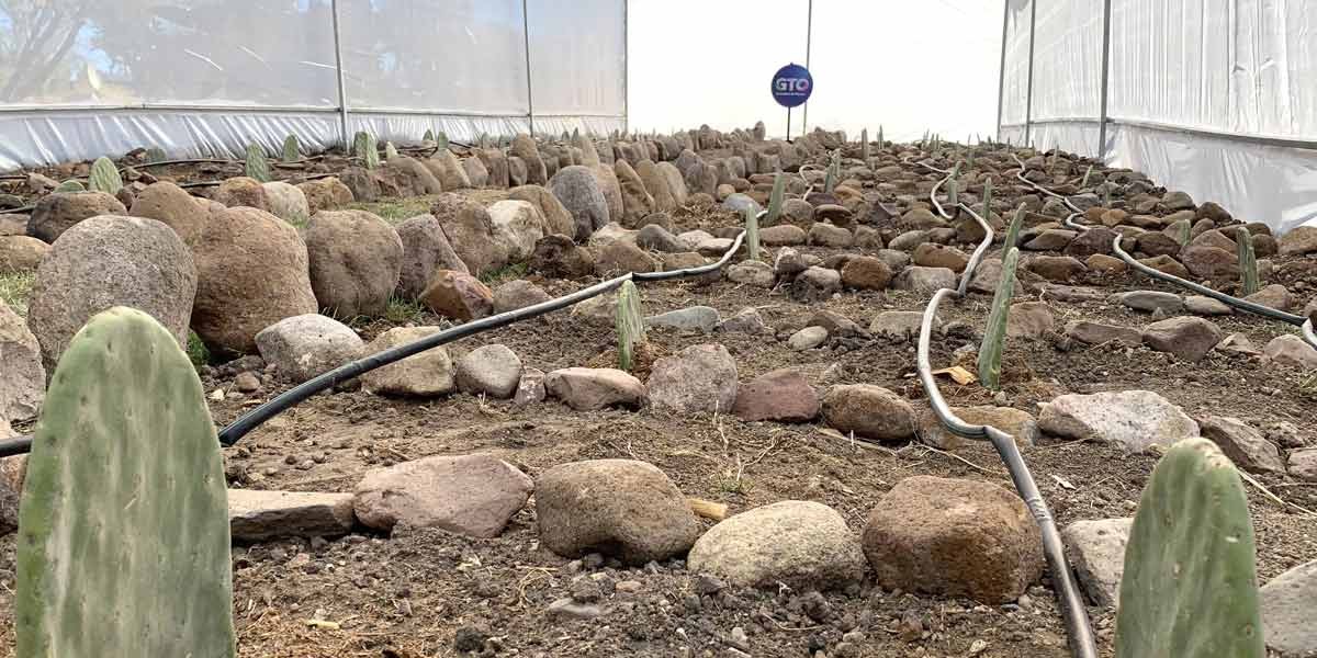 Instalan micro-invernaderos para producir nopal verdura