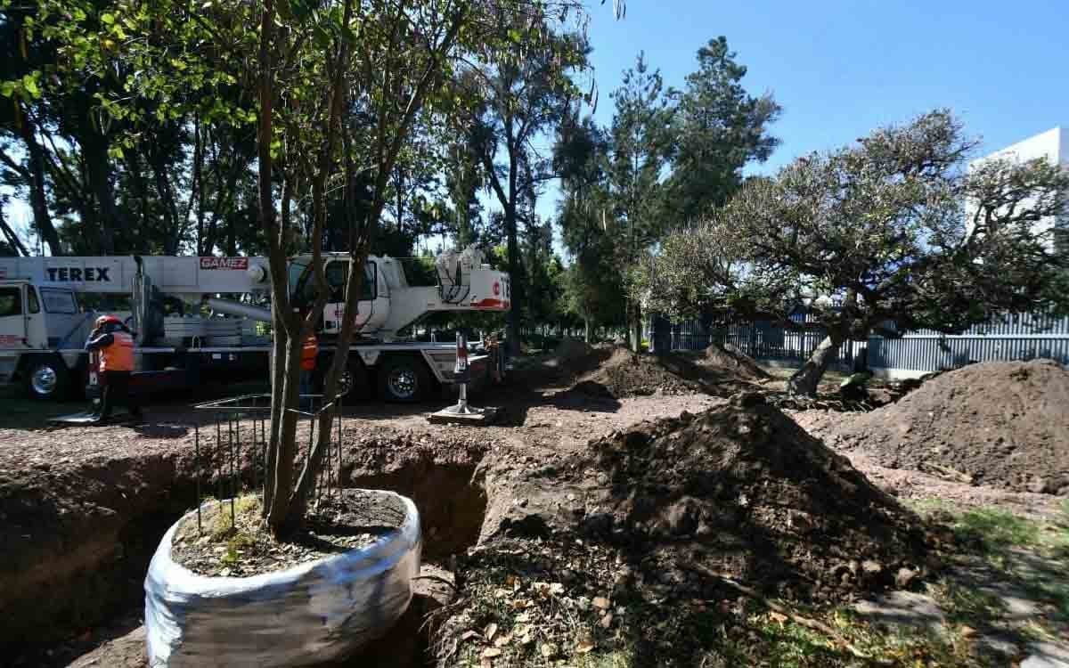 Trasplantan árboles en el Parque Irekua