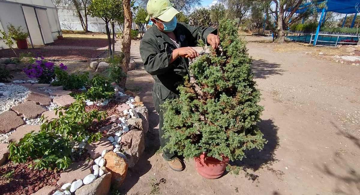 Reciclan árboles de Navidad y flores de Nochebuena en San Miguel de Allende