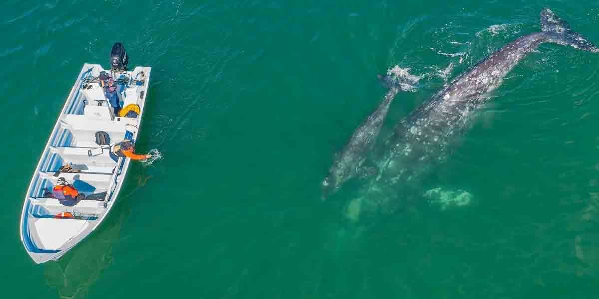 Llegan ballenas grises a Baja California Sur