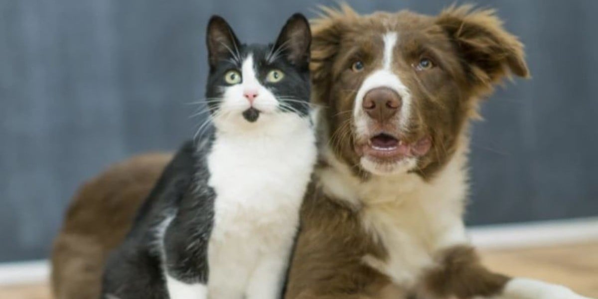 Hospital Público Veterinario, el proyecto más votado en consulta