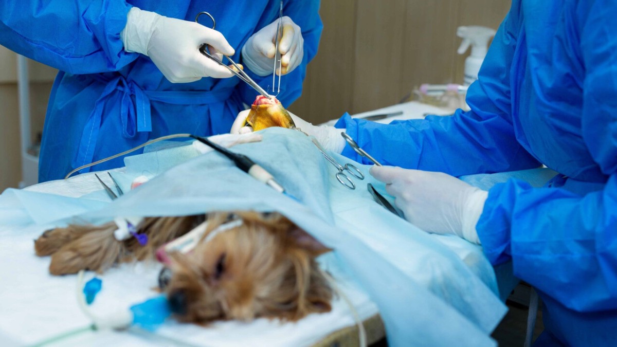 Hospital Veterinario Público contará con servicios especializados