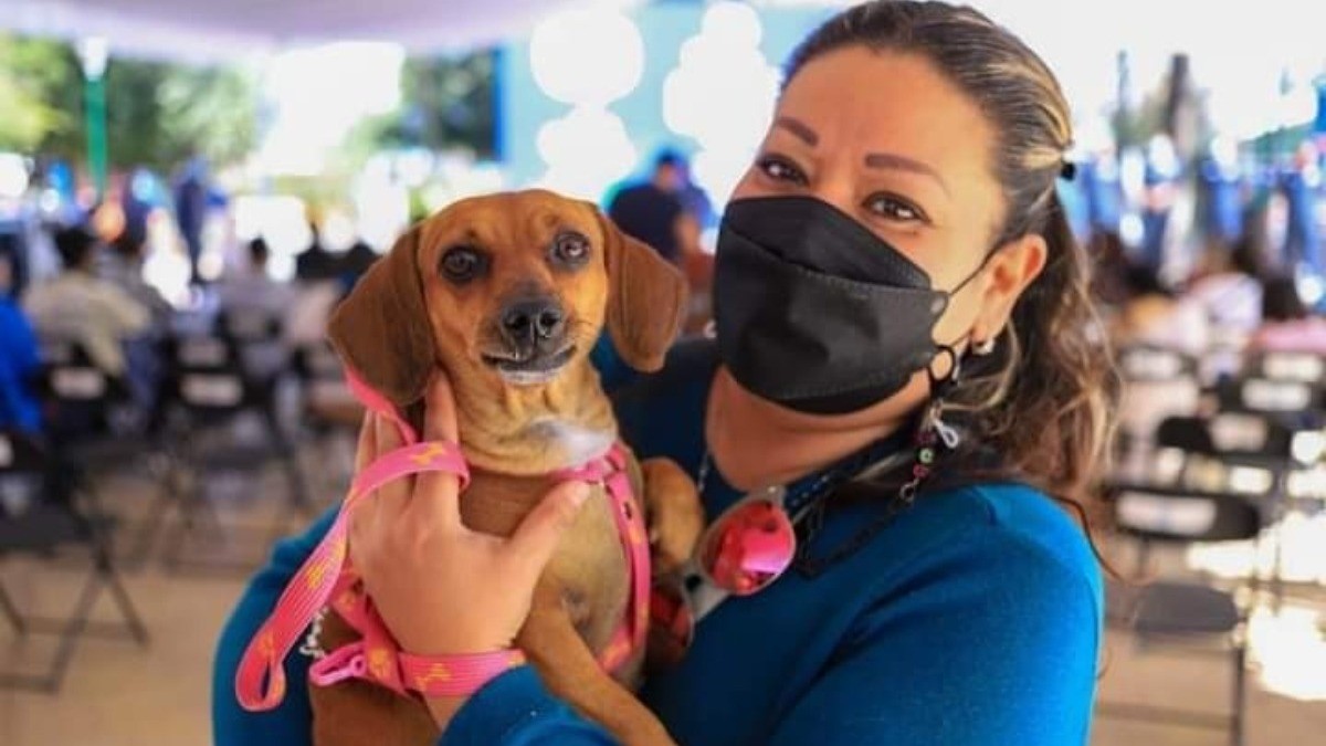 Campaña de esterilización de mascotas puede llegar a tu colonia; aquí te digo el procedimiento