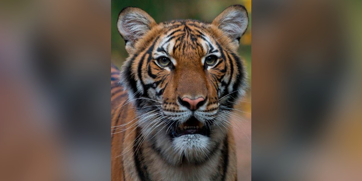 Llega a Celaya la alerta por supuesto tigre