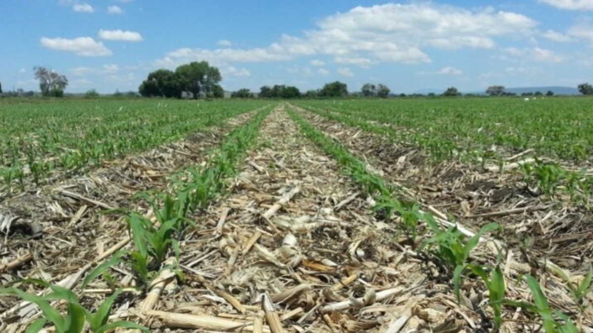 Conflicto armado entre Ucrania y Rusia pegará al agro guanajuatense: SDES