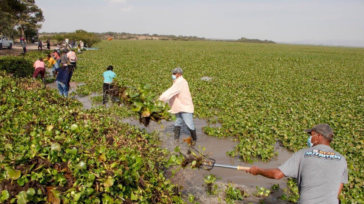 Alcalde de SMA llama otra vez a instancias estatales y federales a combatir el lirio