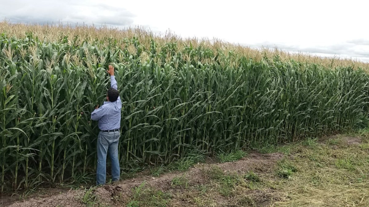 Vienen afectaciones económicas en Guanajuato por conflicto europeo