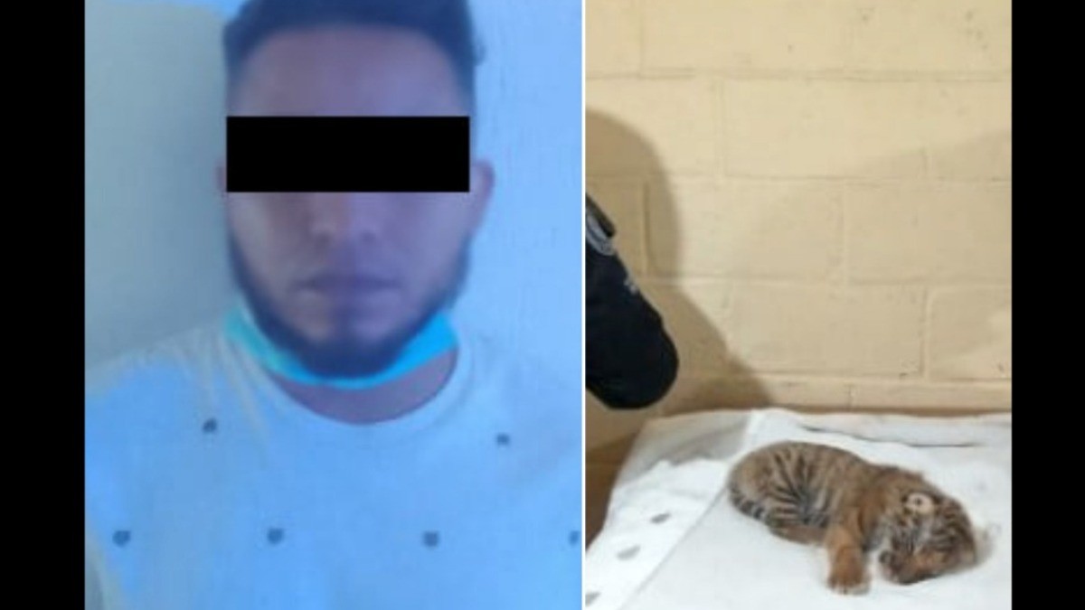 Detienen a joven que llevaba ¡tigre de bengala envuelto en una toalla!