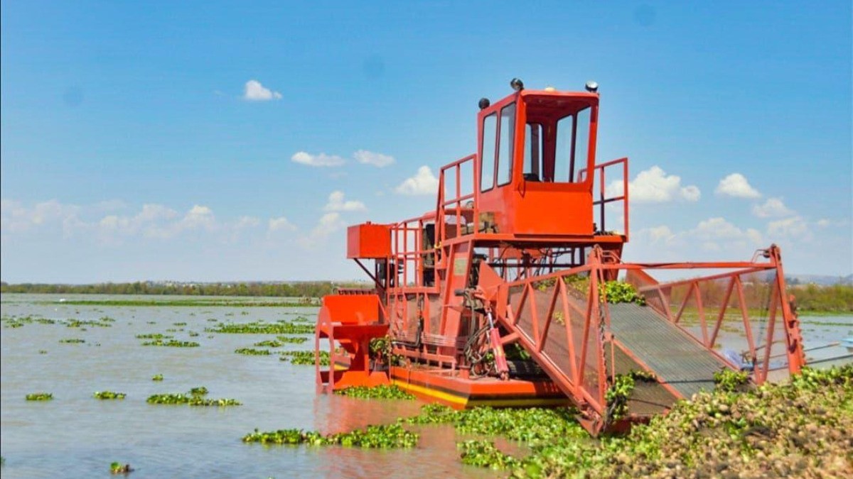 SMA sigue con las acciones para extraer lirio acuático de la Presa Allende