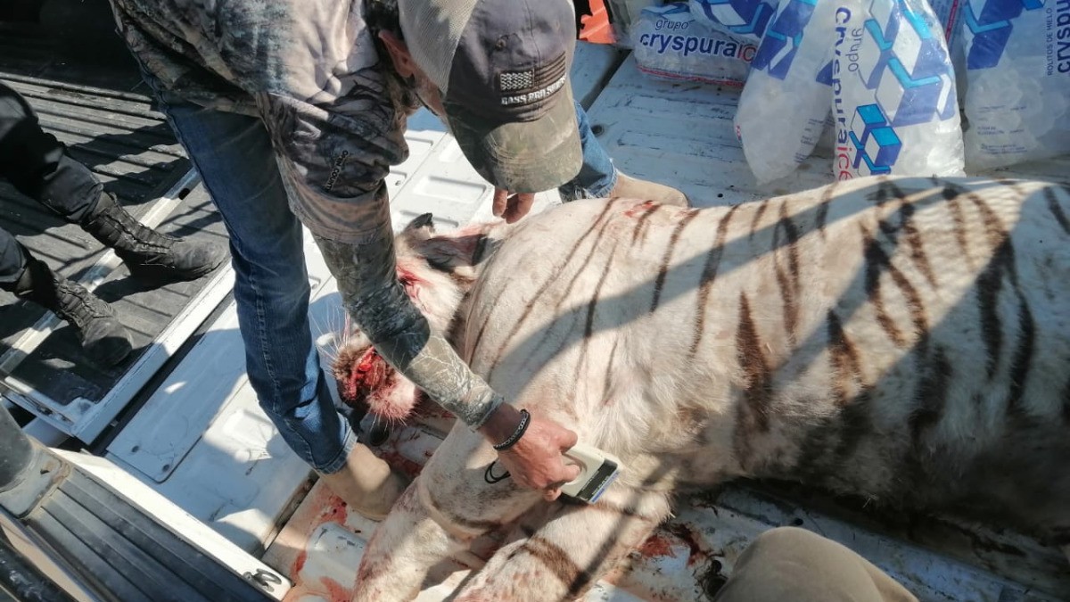 Presenta Profepa denuncia tras muerte de tigre blanco en Querétaro