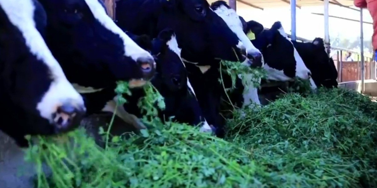 Aumento de más de 1000 % en fertilizantes tiene en la 'lona' a lecheros