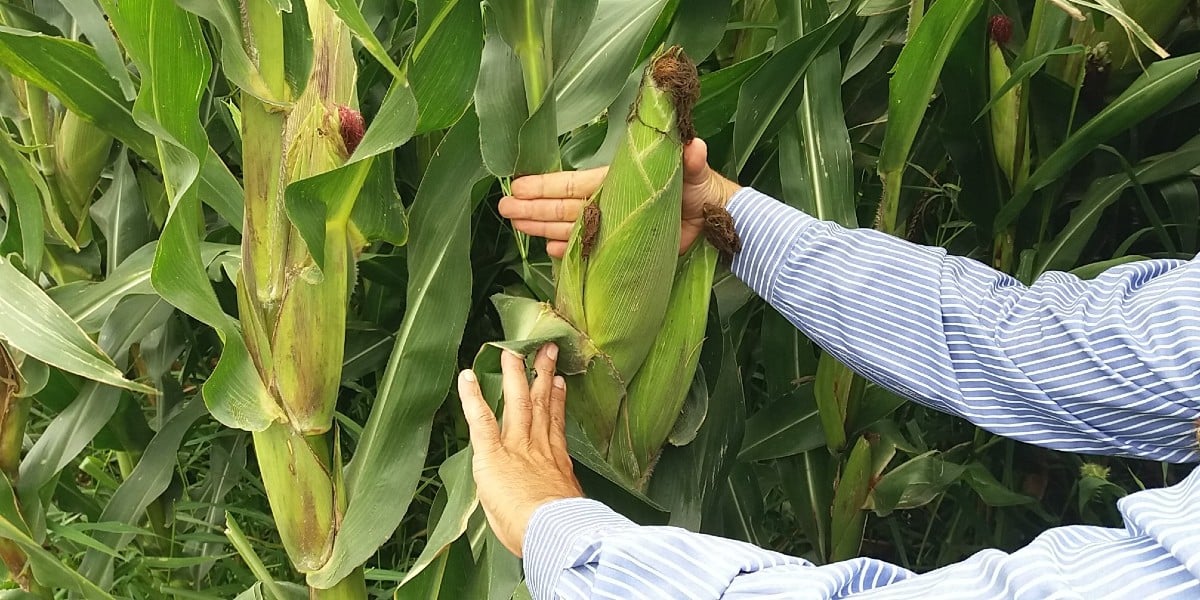 “Crisis de fertilizantes es complicada para el campo”