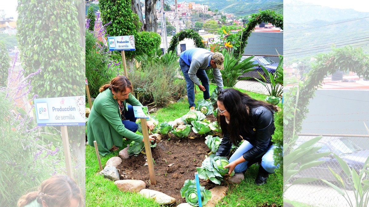 Invitan a los guanajuatenses a iniciar su propio huerto familiar en casa