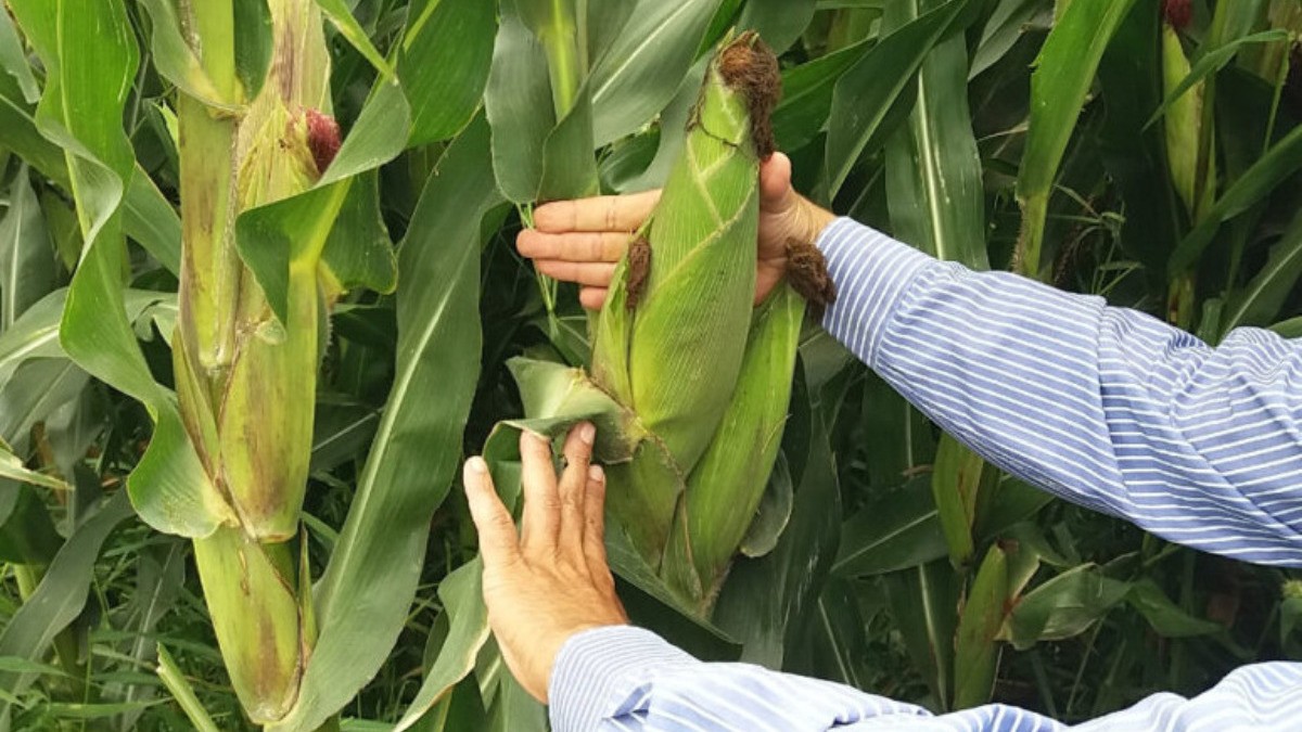 Se triplica costo de fertilizantes por conflicto armado: SDES