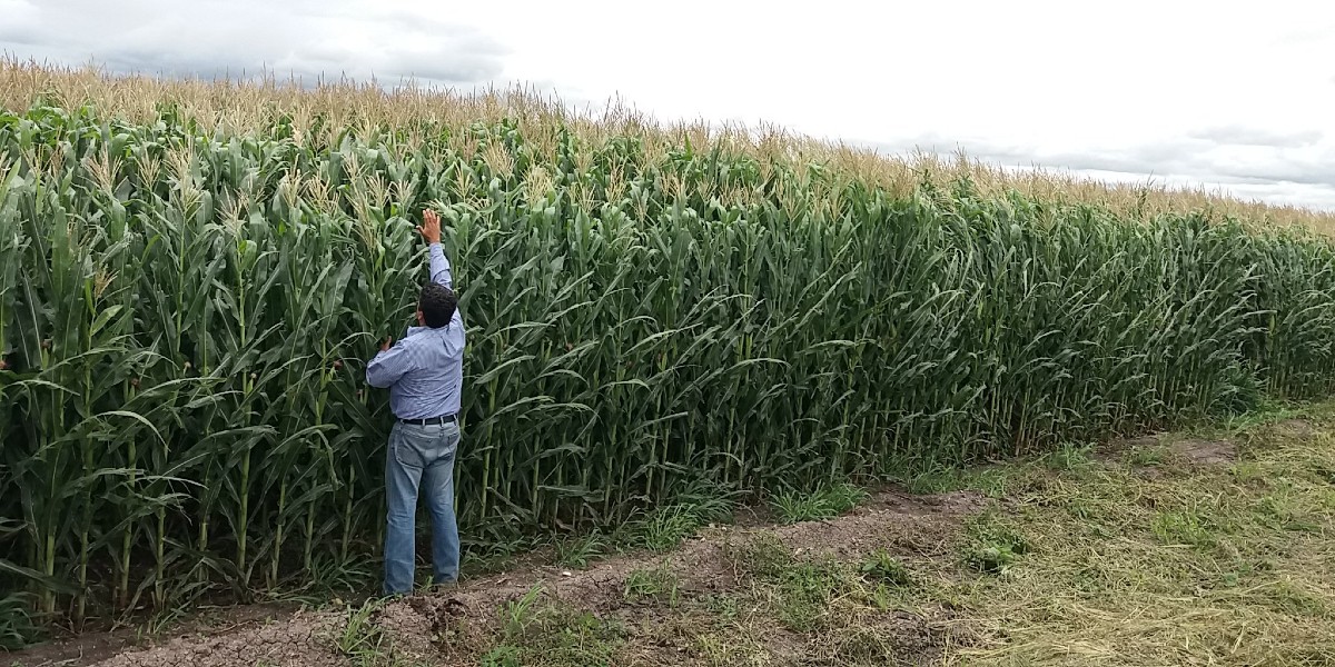 Apoyará SDAYR a productores de maíz y Sorgo