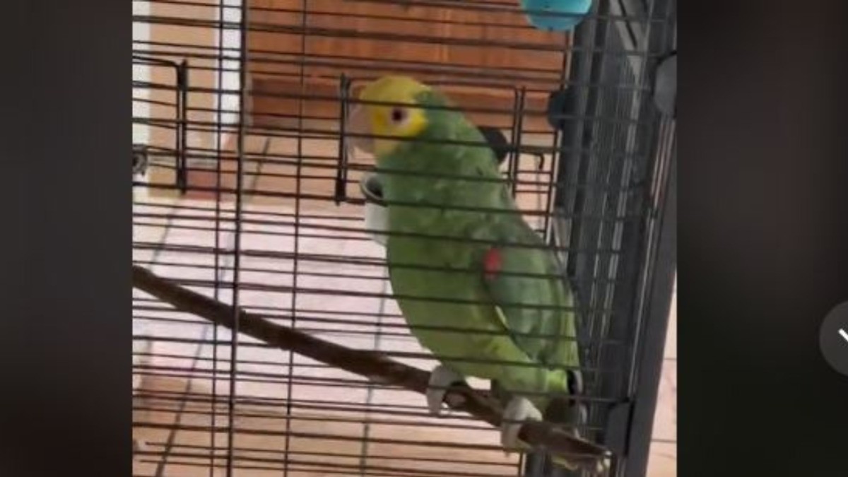 Deja perico a testigos de Jehová esperando durante media hora