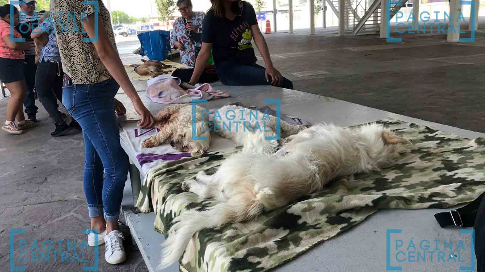 Impulsan adopción de perros y gatos