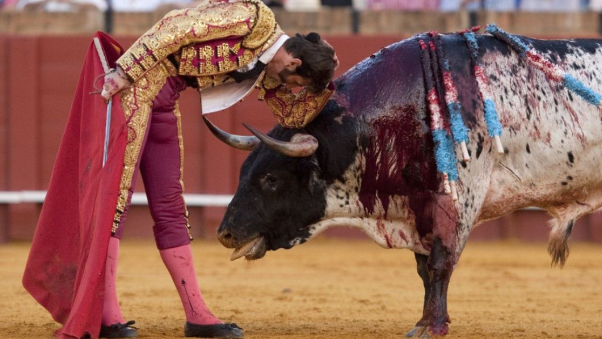 Amantes de la tauromaquia se ‘levantan’ contra prohibición de corridas