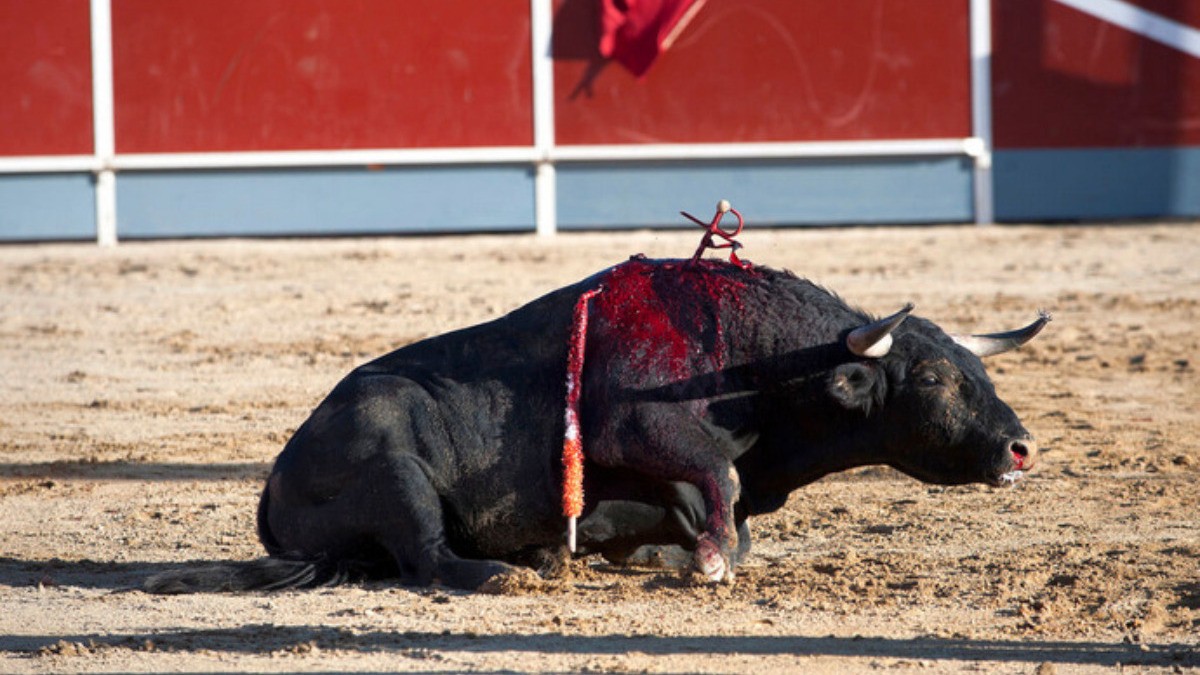 Estudios prueban que los toros sí sufren: defensores de los animales