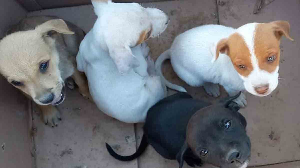 Policías de San Pancho rescatan a cachorros