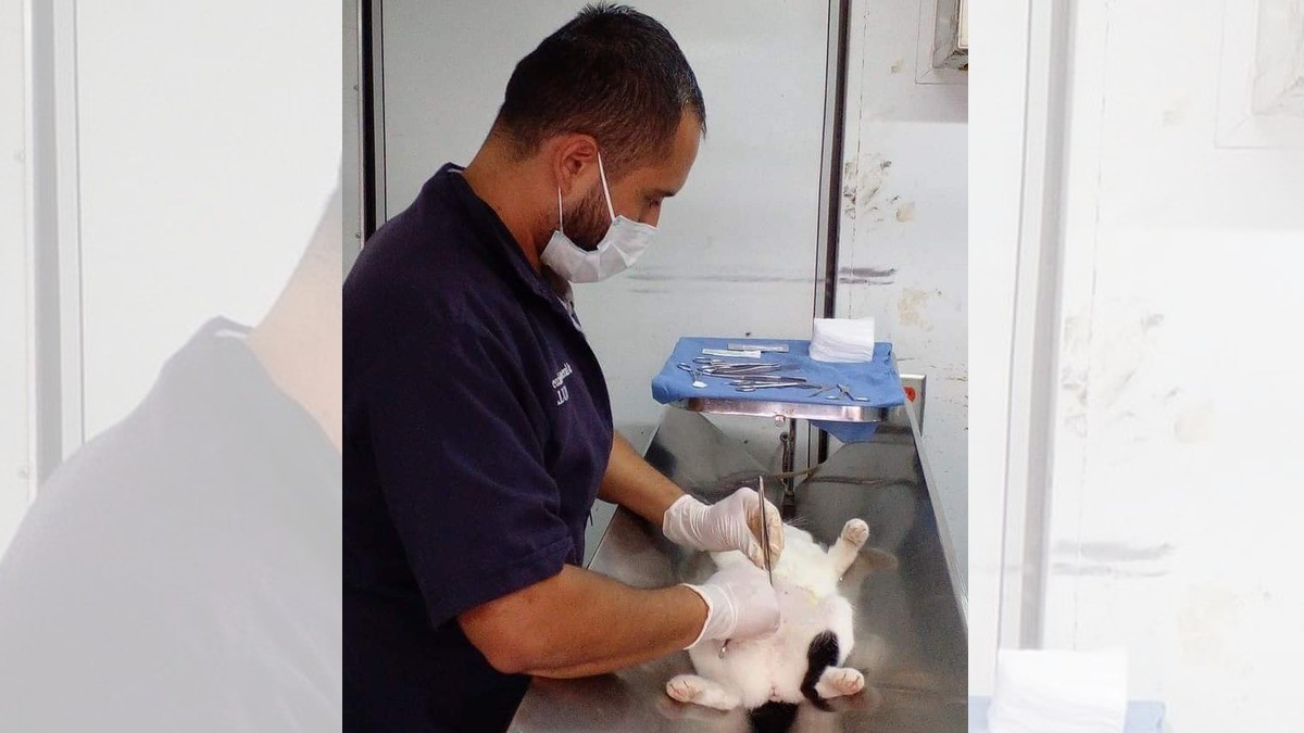 Esterilizan a 12 mil 159 mascotas en León