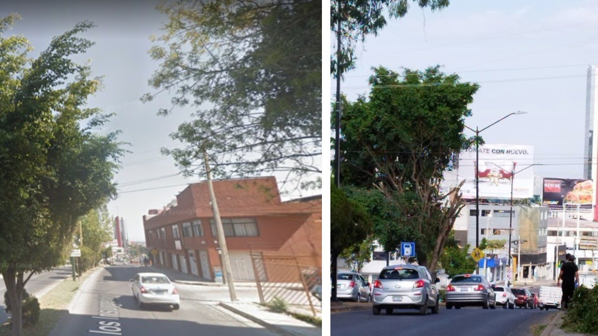 Habrían podado árbol para mejorar vista de espectacular