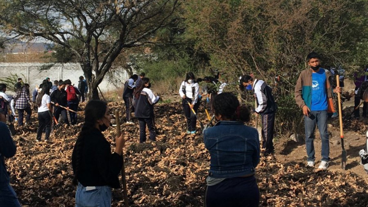 San Miguel usará exceso de lirio para restablecer bosques