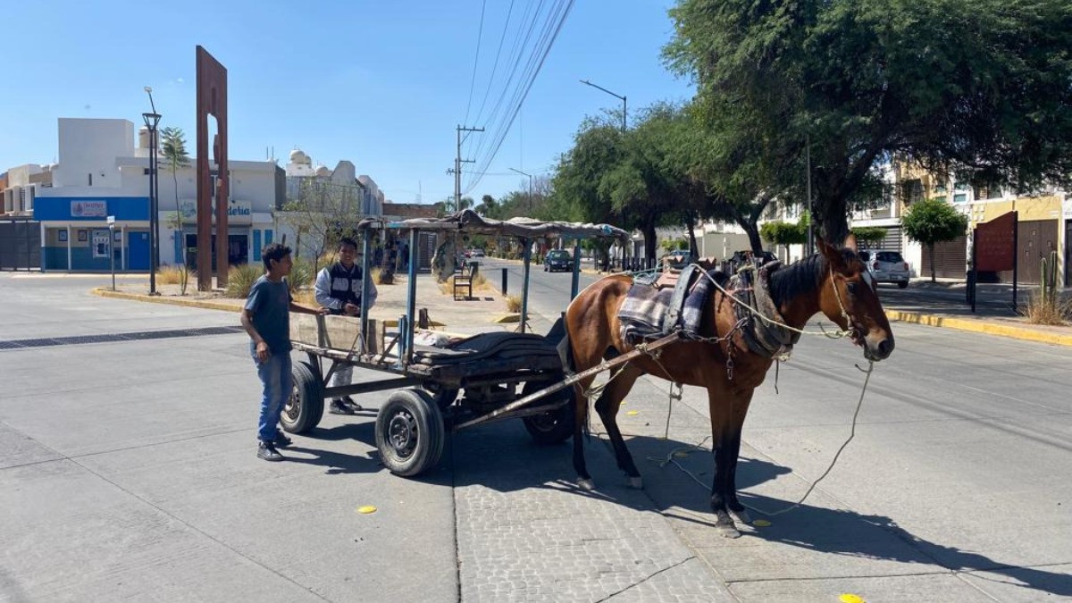 Promete alcaldesa apoyo a quienes usan animales de tracción para sustento familiar