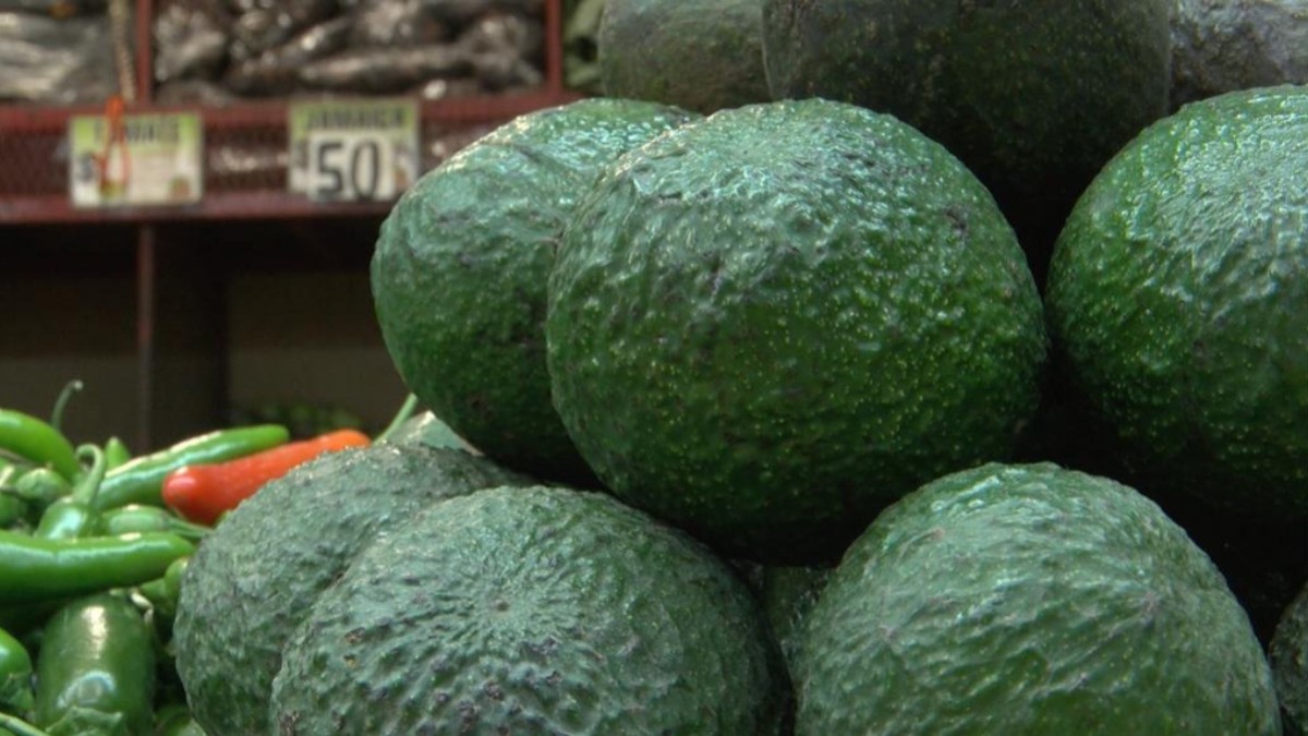 Costo de aguacate llega hasta los ¡100 pesos por kilo!