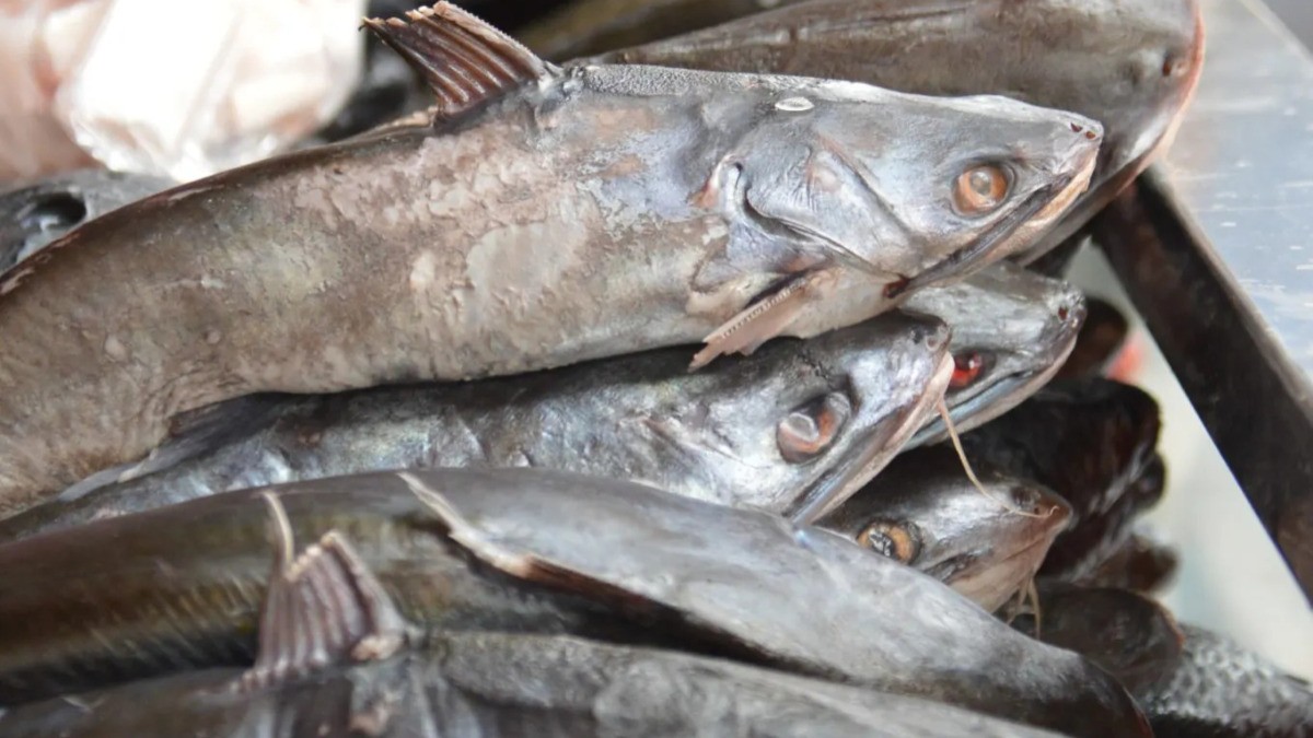 Siembra de 200 mil peces busca reactivar la pesca en Guanajuato
