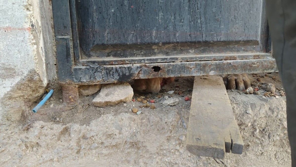 Centro de Control y Bienestar Animal pone a salvo a tres mascotas que sufrían maltrato