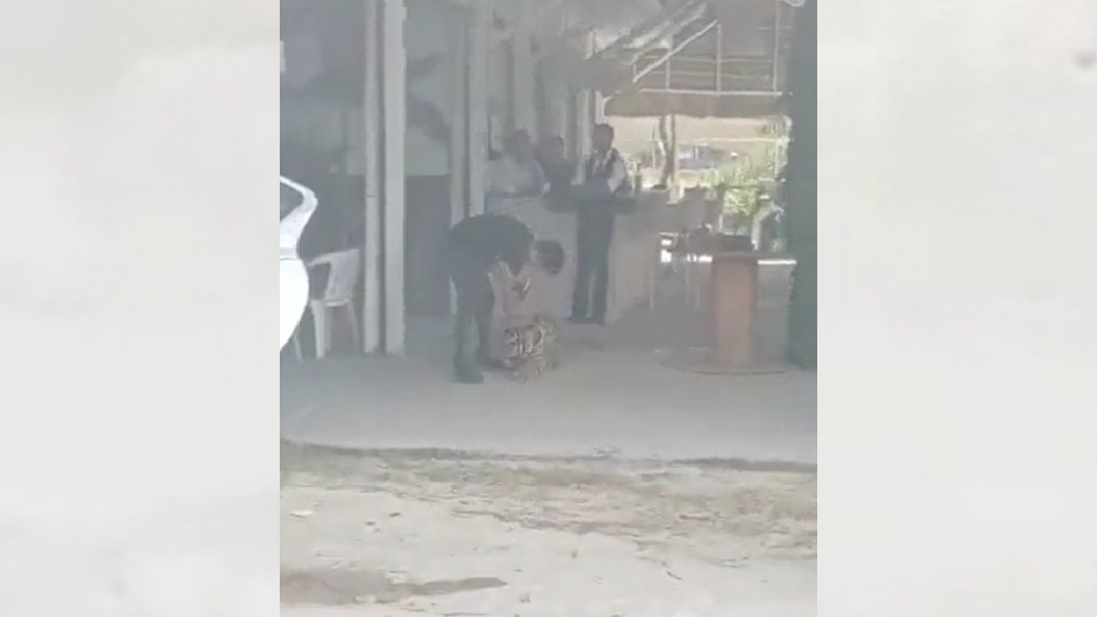 Hombre pasea a tigre en restaurante de San Francisco del Rincón