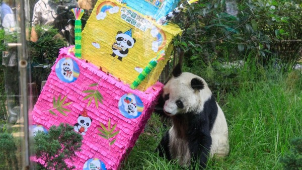 Muere Shuan Shuan, el panda gigante más longevo de México