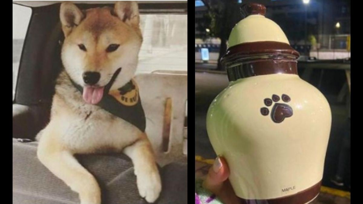 Perrito ‘Maple’ va a campamento y lo regresan en cenizas