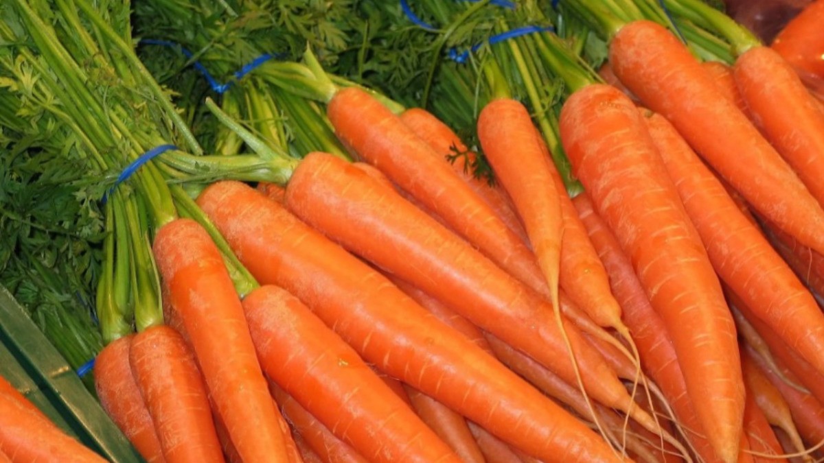 Se mantiene Guanajuato como principal productor de zanahoria del país