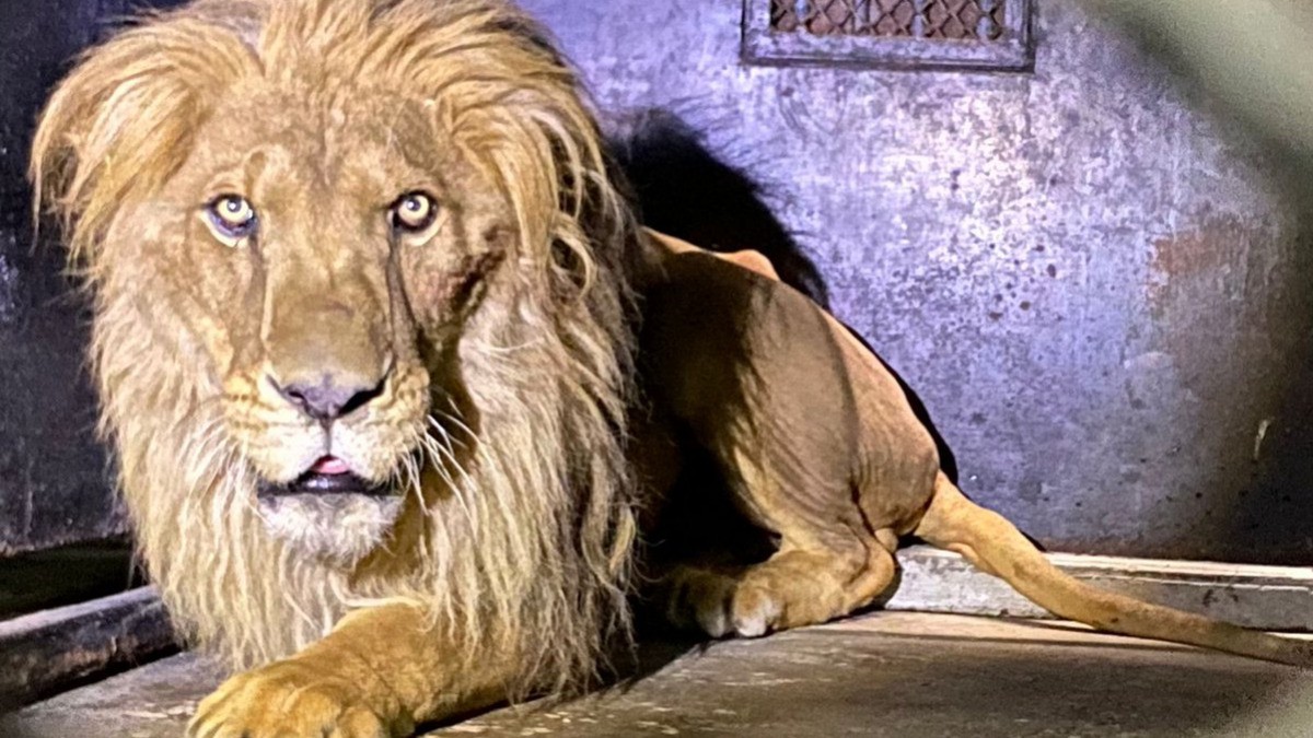 Zooleón se solidariza y abre sus puertas a animales rescatados en Santuario del Ajusco