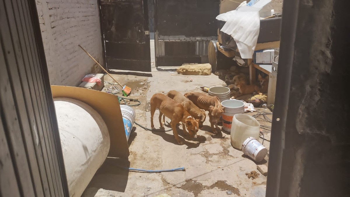 ¡Salvan a 12 canes!; eran maltratados en vivienda de Las Trojes