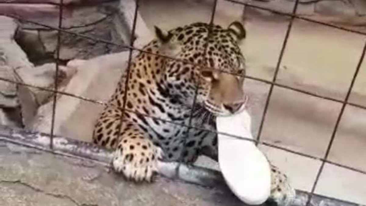 Tras ataque de jaguar, colocarán letreros de seguridad más notorios en Zoológico