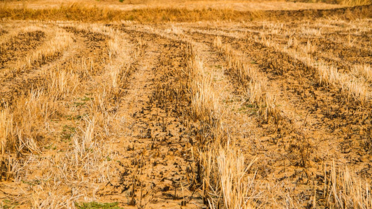 Por sequías, prepara Desarrollo Rural apoyos a productores y ganaderos