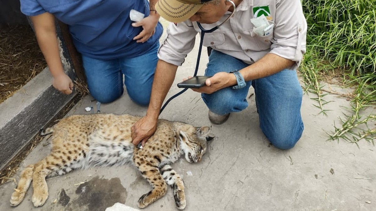 Zooleón da la bienvenida a 6 felinos del Santuario del Ajusco